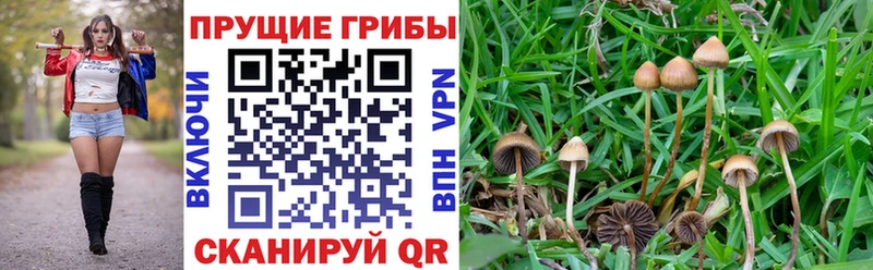 Псилоцибиновые грибы Cubensis  Ивангород 